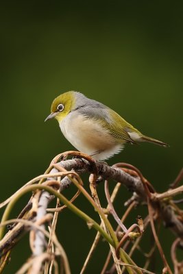 Silvereye_9950.jpg