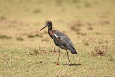 Abdim's Stork 6945.JPG