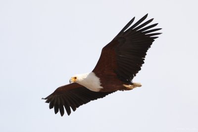 African Fish Eagle 6257.JPG