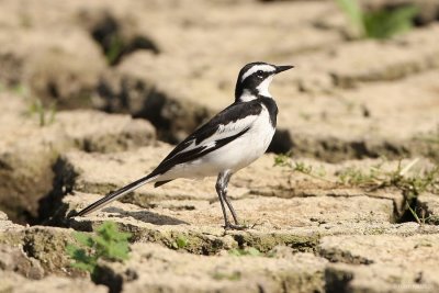 African Pied Wagtail 6226.JPG