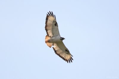 Augur Buzzard 6089.JPG