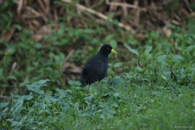 Black Crake 5991.JPG