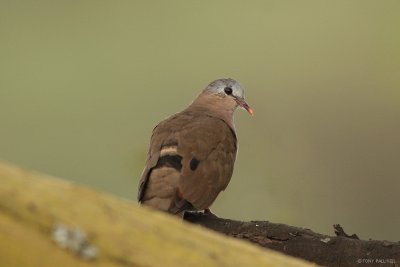 Blue-spotted Wood-Dove 6474.JPG