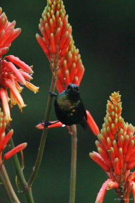 Bronze Sunbird 5995.JPG