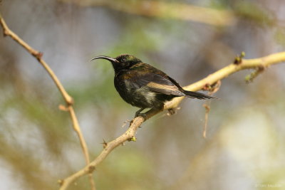 Bronze Sunbird 6559.JPG