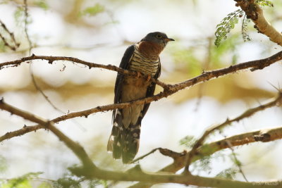 Red-chested Cuckoo 6099.JPG