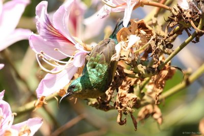 Collared Sunbird 7988.JPG