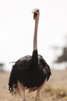Common Ostrich 6970.JPG