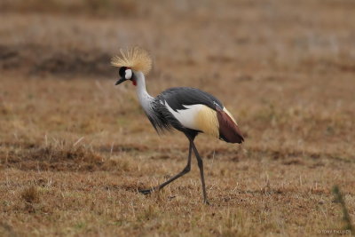 Grey Crowned-Crane 6992.JPG