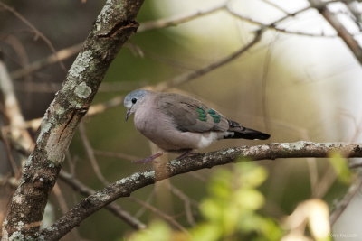Emerald-spotted Wood-Dove 7373.JPG