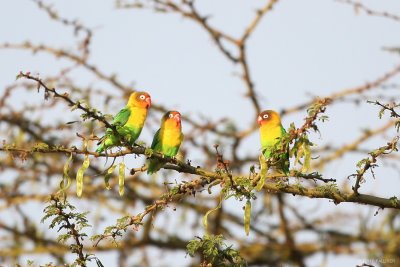 Fischer's Lovebird 6815.JPG