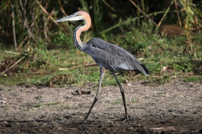 Goliath Heron 6372.JPG