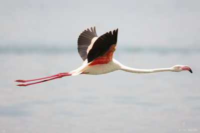 Greater Flamingo 6699.JPG