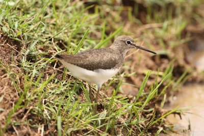 Green Sandpiper 7469.JPG