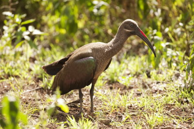 Hadada Ibis 6716.JPG