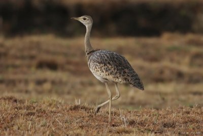 Hartlaub's Bustard 7017.JPG