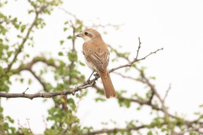 Isabelline Shrike 8092.JPG