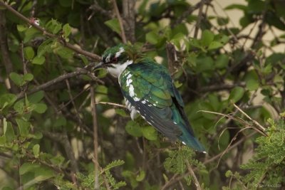 Diederik Cuckoo 8114.JPG