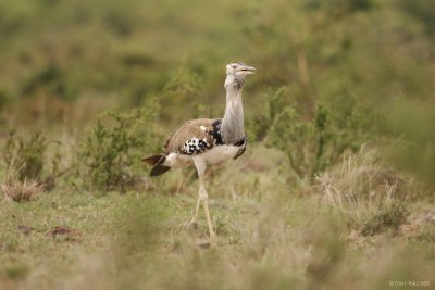 Kori Bustard 8077.JPG