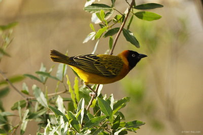 Lesser Masked Weaver 6505.JPG