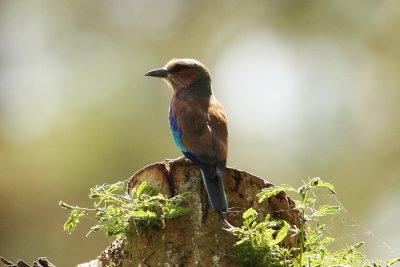 Lilac-breasted Roller 6164.JPG