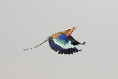 Lilac-breasted Roller 6831.JPG