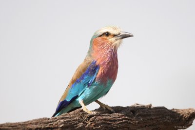 Lilac-breasted Roller 7425.JPG