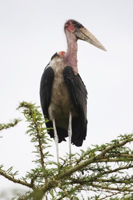 Marabou Stork 5871.JPG