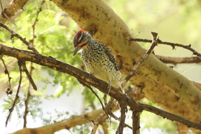 Nubian Woodpecker 6189.JPG