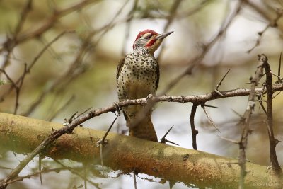 Nubian Woodpecker 6606.JPG