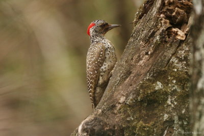 Nubian Woodpecker 7838.JPG
