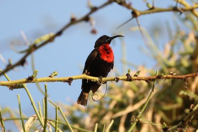 Scarlet-chested Sunbird 6801.JPG
