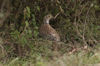 Shelly's Francolin 8137.JPG