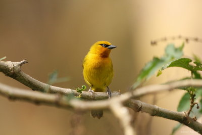 Spectacled Weaver 6560.JPG