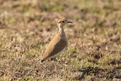 Temminck's Courser 7128.JPG