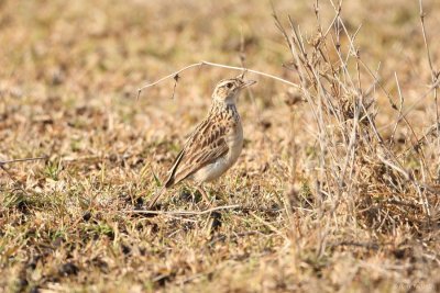 Grassland Pipit 7144.JPG