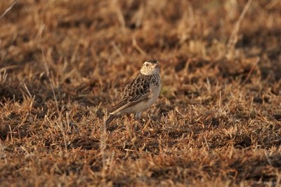 Rufous-naped Lark - Perhaps?  7077.JPG