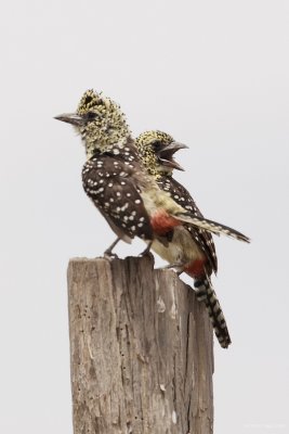 Usambiro Barbet 6936.JPG