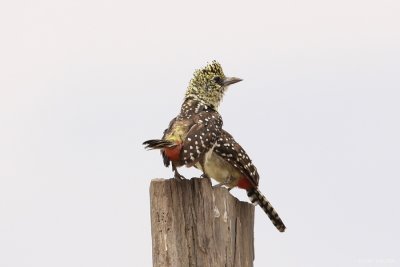 Usambiro Barbet 6940.JPG