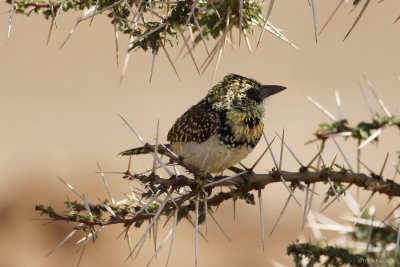 Usambiro Barbet 7919.JPG