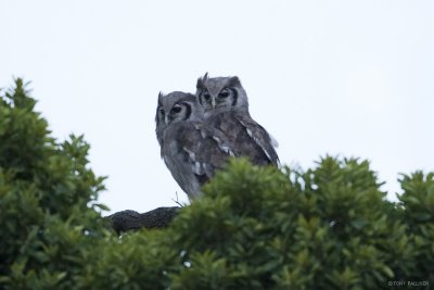 Verrreaux's Eagle-Owl 7895.JPG