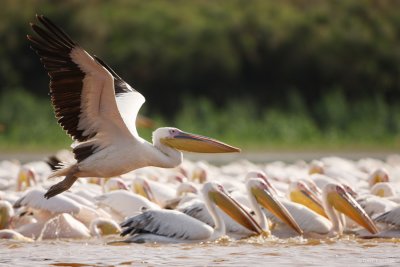 White Pelican 6255.JPG