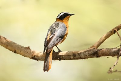 White-browed Robin-Chat 6078.JPG