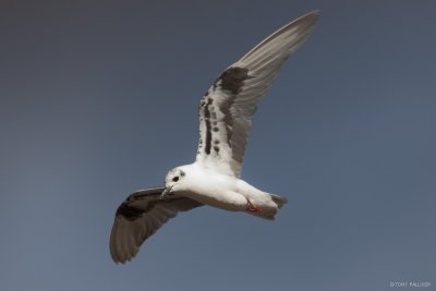 White-winged Black Tern 6316.JPG