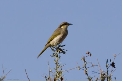 Singing Honeyeater_0871.jpg