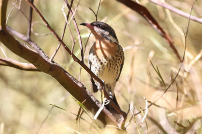 Spiny-cheeked Honeyeater_0894.jpg