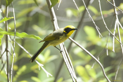 Tufted Honeyeater_1657.jpg