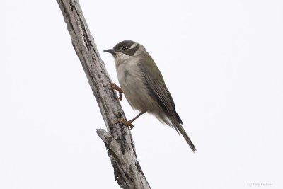 Brown-headed Honeyeater_2663.jpg