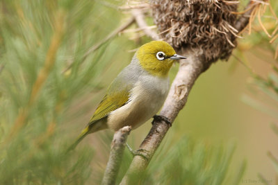 Silvereye_2646.jpg