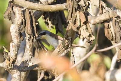 Tiger_Shrike_7456b.jpg